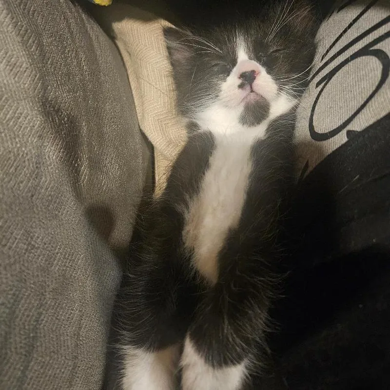 A baby small-sized male Black Domestic Short Hair cat named Silas for adoption in Los Angeles, CA