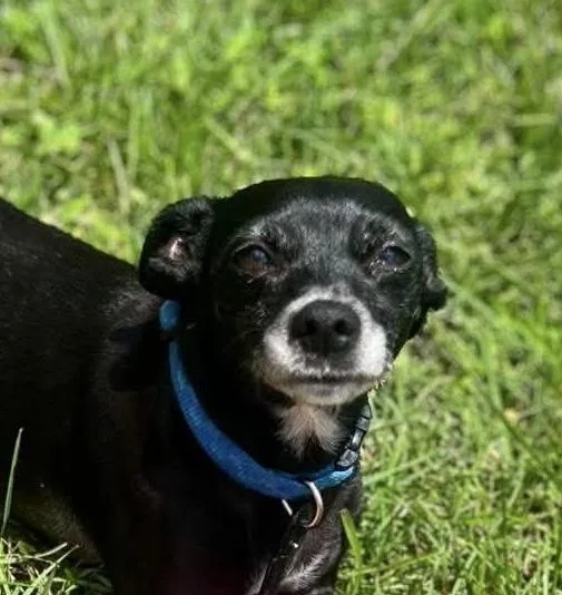 An adult small-sized female Black Chihuahua dog named Pretzel for adoption in Syracuse, NY