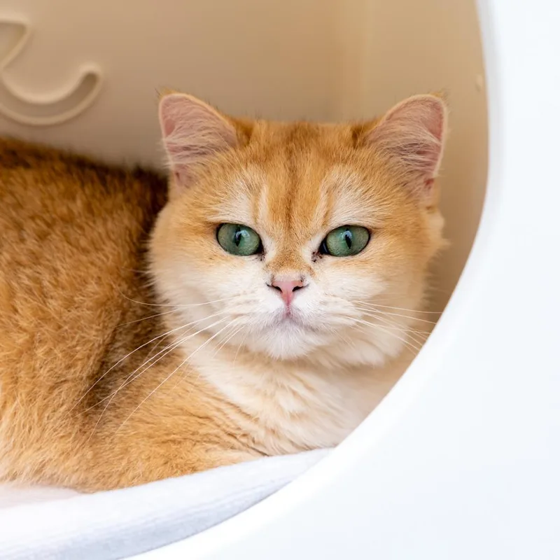An adult small-sized female Orange / Red British Shorthair cat named Milani for adoption in New York, NY