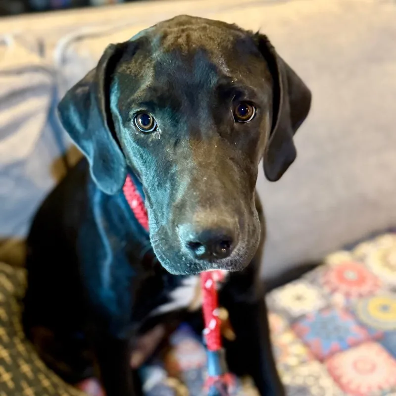 A young medium-sized male Black Labrador Retriever dog named Spark for adoption in Huntsville, AL