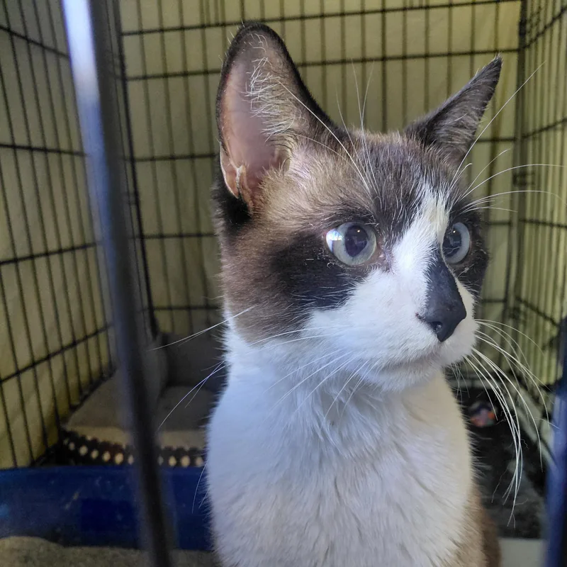 An adult large-sized male Snowshoe cat named Mr. Bojangles for adoption in Midvale, UT