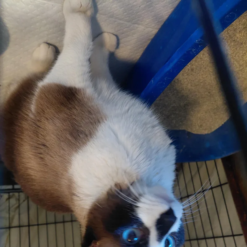 Mr. Bojangles thumbnail 2