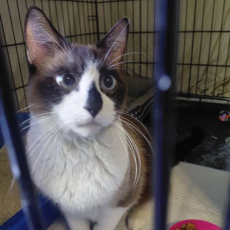 Mr. Bojangles thumbnail 3