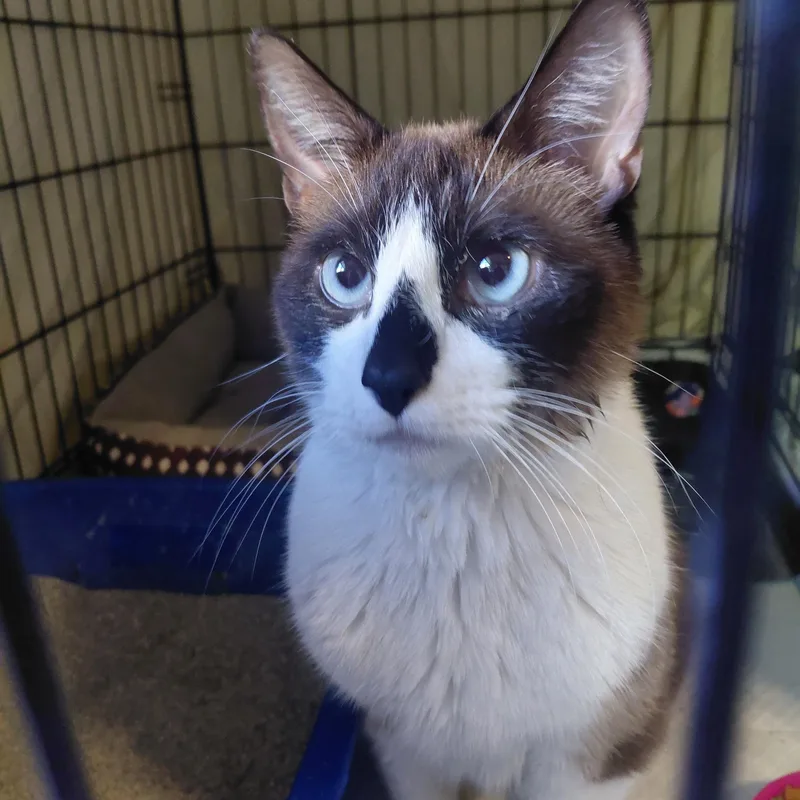 Mr. Bojangles thumbnail 4