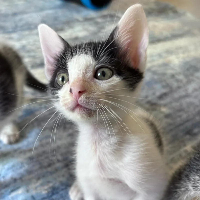 A baby small-sized male White Domestic Short Hair cat named Raphael for adoption in San Diego, CA