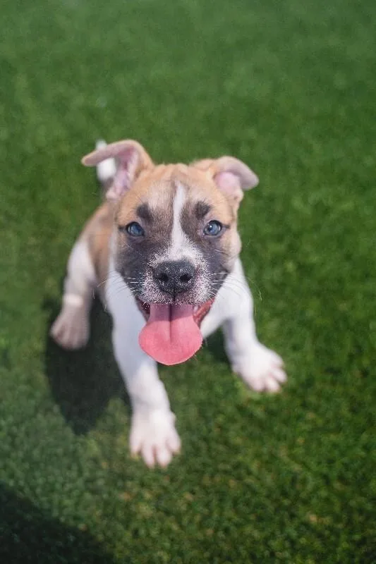 A young large-sized male White / Cream American Bulldog dog named Pork Chop for adoption in bellefontaine, OH