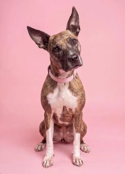 An adult medium-sized female Terrier dog named Seabiscuit for adoption in Washington, DC