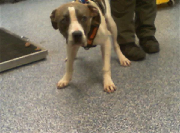 A young medium-sized male Pit Bull Terrier dog named Ramon for adoption in Charlotte, NC