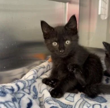 A baby small-sized male Black Domestic Short Hair cat named Bay Copy for adoption in Bronx, NY