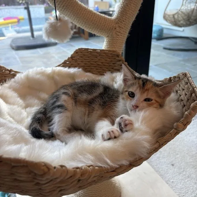 A baby small-sized female Brown / Chocolate Domestic Short Hair cat named Sassy for adoption in Spokane, WA