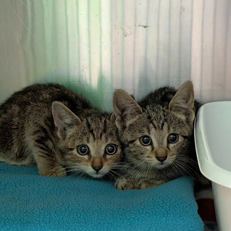A baby small-sized male Brown / Chocolate Domestic Short Hair cat named Gandolf for adoption in Titusville, FL