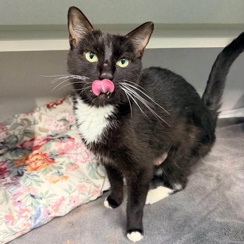 An adult medium-sized female Black Domestic Short Hair cat named Wendy Peffercorn for adoption in Newark, NJ
