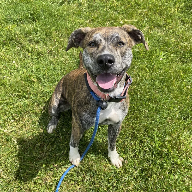 An adult medium-sized female Brindle Pit Bull Terrier dog named Roxy for adoption in Allegan, MI