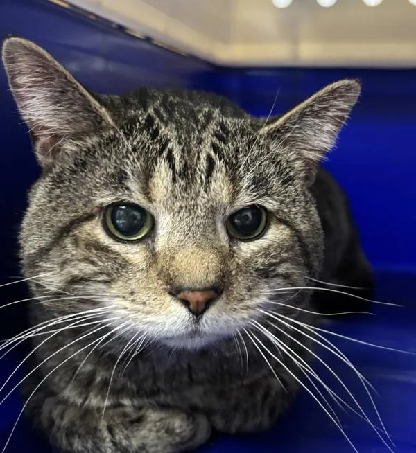 A senior medium-sized male Domestic Short Hair cat named Badger for adoption in Des Moines, IA
