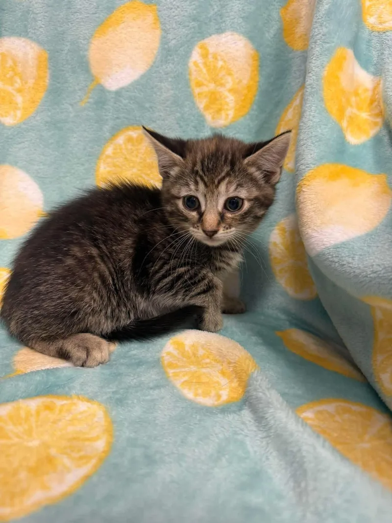 A young small-sized female Tabby (Brown / Chocolate) Domestic Short Hair cat named Sydney for adoption in Freeport, NY