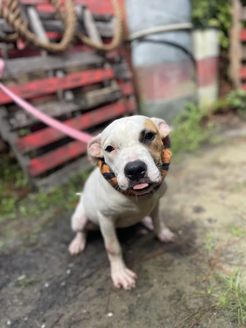 A baby medium-sized female American Bulldog dog named Victoria for adoption in Sebring, FL