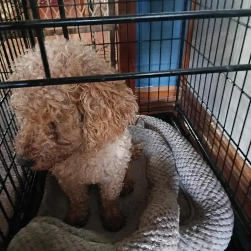 An adult small-sized female Red / Chestnut / Orange Miniature Poodle dog named Betty D for adoption in Princeton, MN