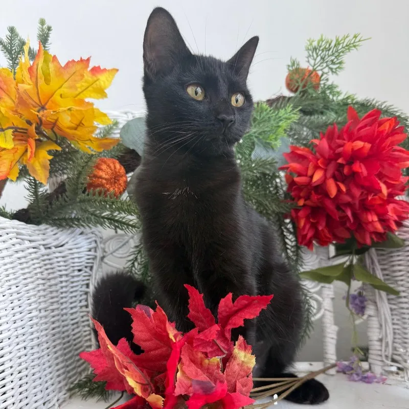 A young medium-sized female Black Domestic Medium Hair cat named Brooklyn Hayward for adoption in Eaton Rapids, MI