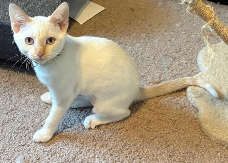 A baby small-sized female Orange & White Siamese cat named Bat Girl for adoption in Dallas, TX