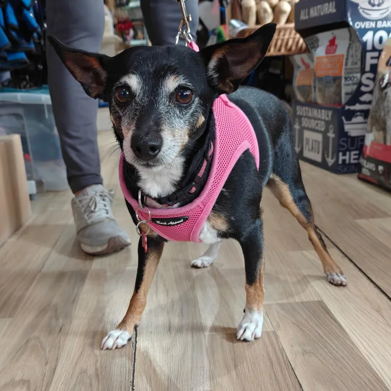 Dottie Fka Blanche thumbnail 2