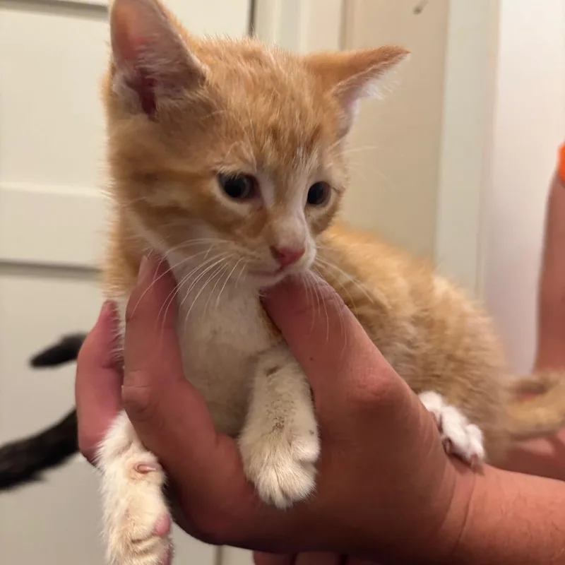 A baby small-sized male Orange / Red Domestic Short Hair cat named Sparks for adoption in Buffalo, MN