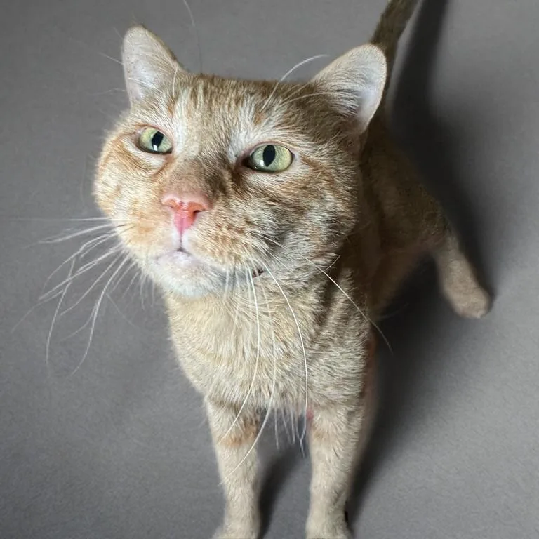 Big Cheddah thumbnail 2