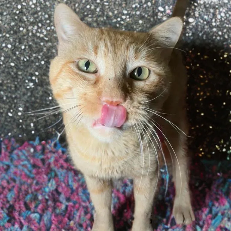 Big Cheddah thumbnail 3