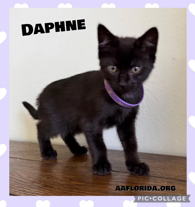 A young medium-sized female Black Domestic Short Hair cat named Daphne for adoption in Pensacola, FL