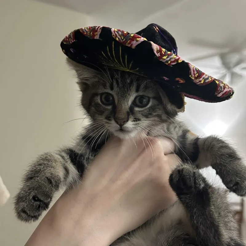 A baby medium-sized male Tabby (Brown / Chocolate) Domestic Short Hair cat named Pepe for adoption in Toledo, OH