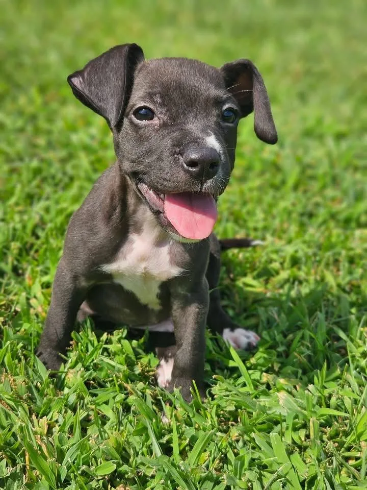 A baby medium-sized male Terrier dog named Beauregard for adoption in Berlin, NJ