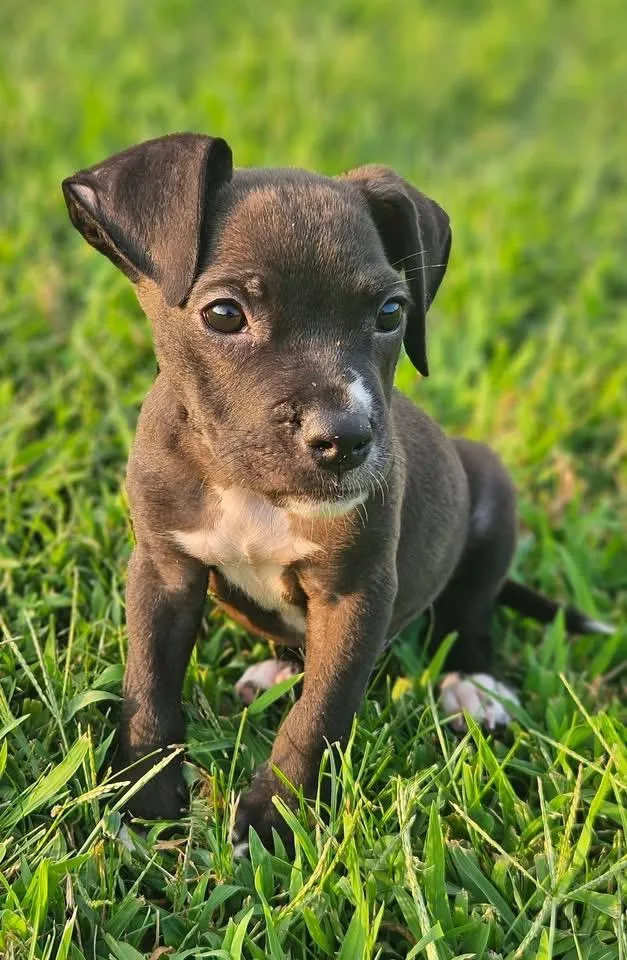 Beauregard thumbnail 3
