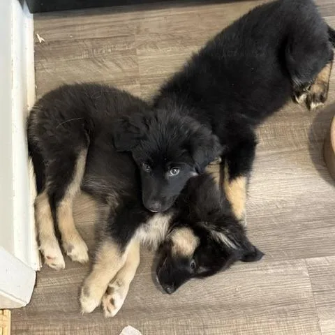 A baby medium-sized male Black German Shepherd Dog dog named Woody for adoption in Aberdeen, NC