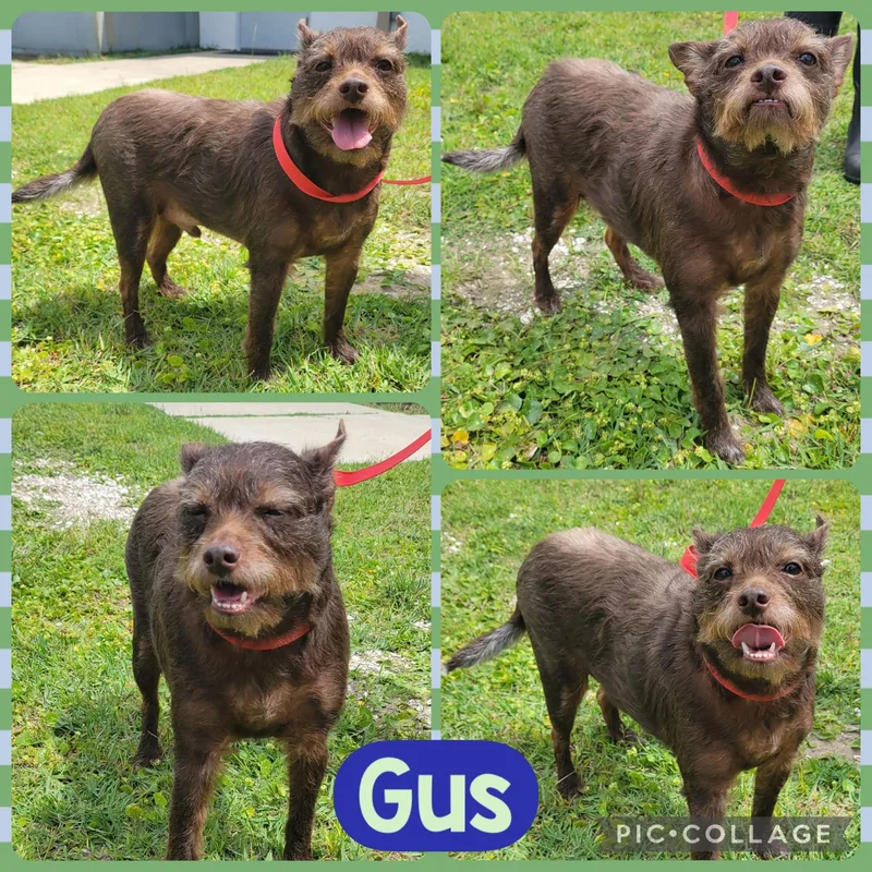 An adult small-sized male Brown / Chocolate Terrier dog named Gus for adoption in Ringwood, NJ