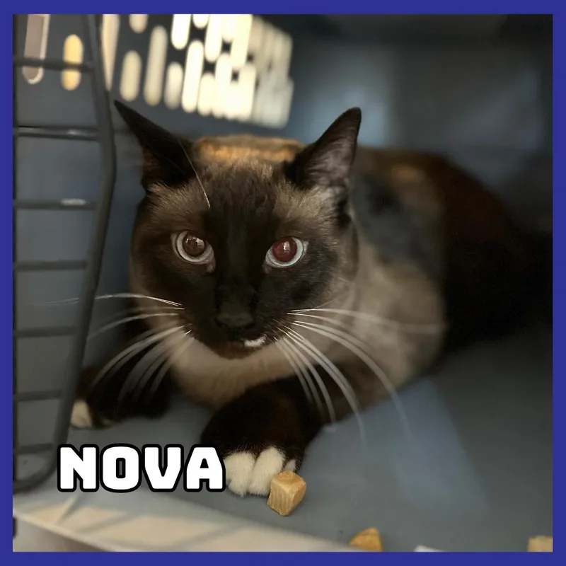 Nova
