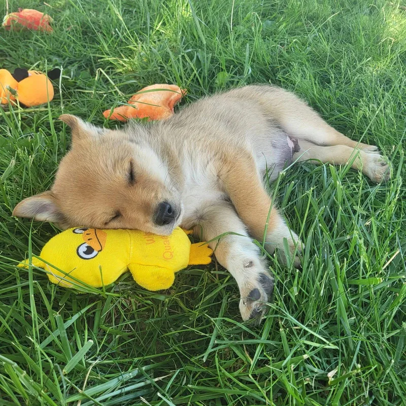 A baby medium-sized male Golden Retriever dog named Boggle for adoption in Germantown, OH