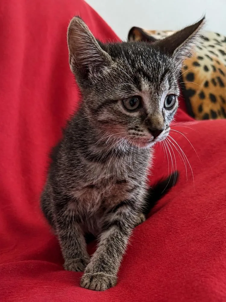 A baby small-sized female Domestic Short Hair cat named M&m for adoption in Saint Augustine, FL