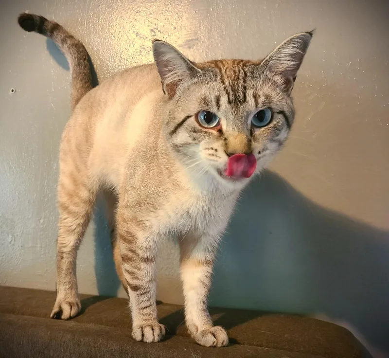 A young medium-sized male Siamese cat named Simon for adoption in Mankato, MN