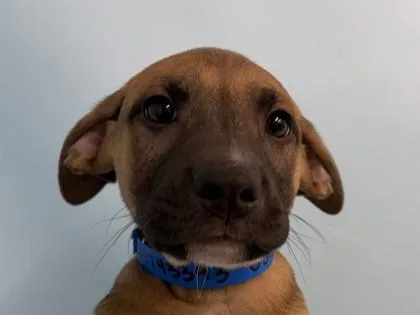 A baby large-sized male Shepherd dog named Carmine for adoption in Golden Valley, MN