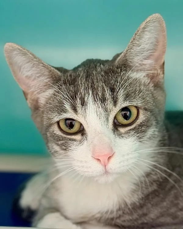 A young small-sized female Domestic Short Hair cat named Stormy for adoption in Novato, CA