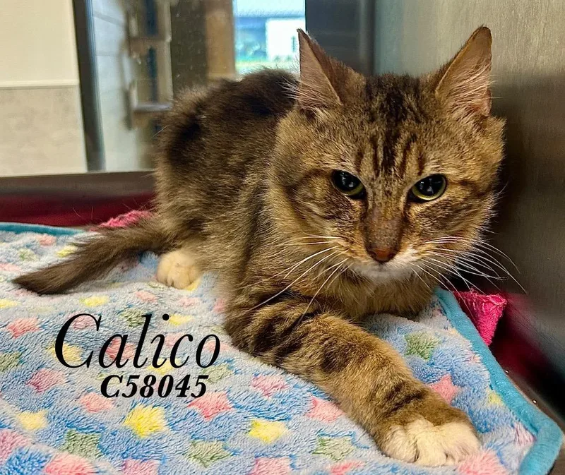 A young medium-sized male Domestic Short Hair cat named Calico for adoption in Clarksville, TN