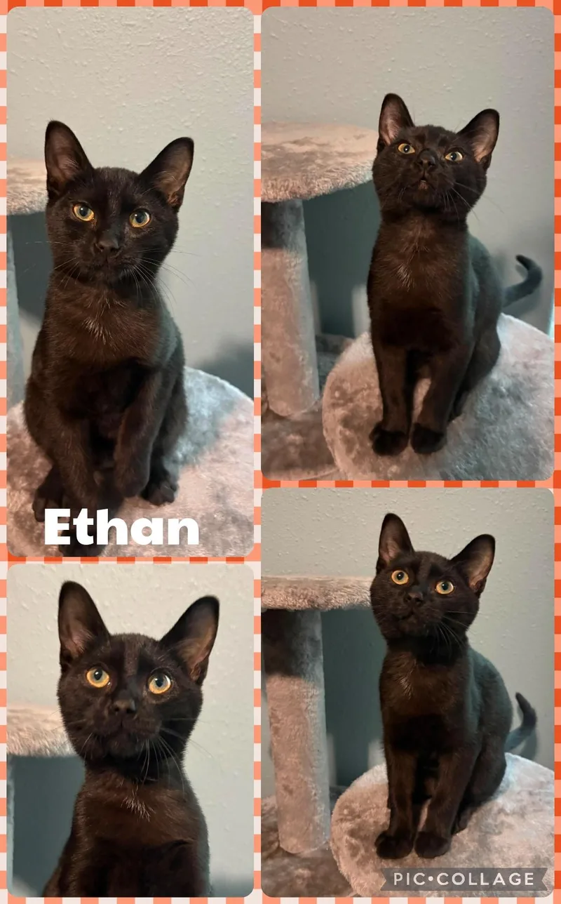 A baby small-sized male Black Domestic Short Hair cat named Ethan for adoption in Newberg, OR