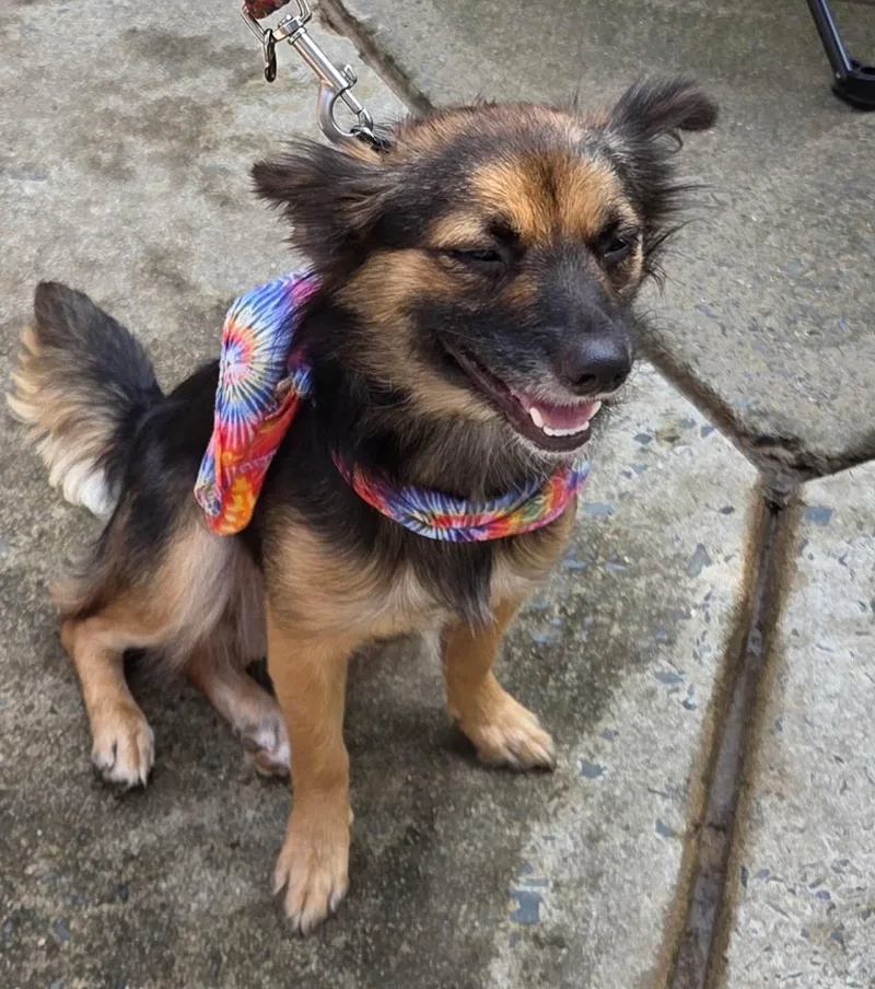 A young small-sized female Mixed Breed dog named Mercedes for adoption in Matthews, NC