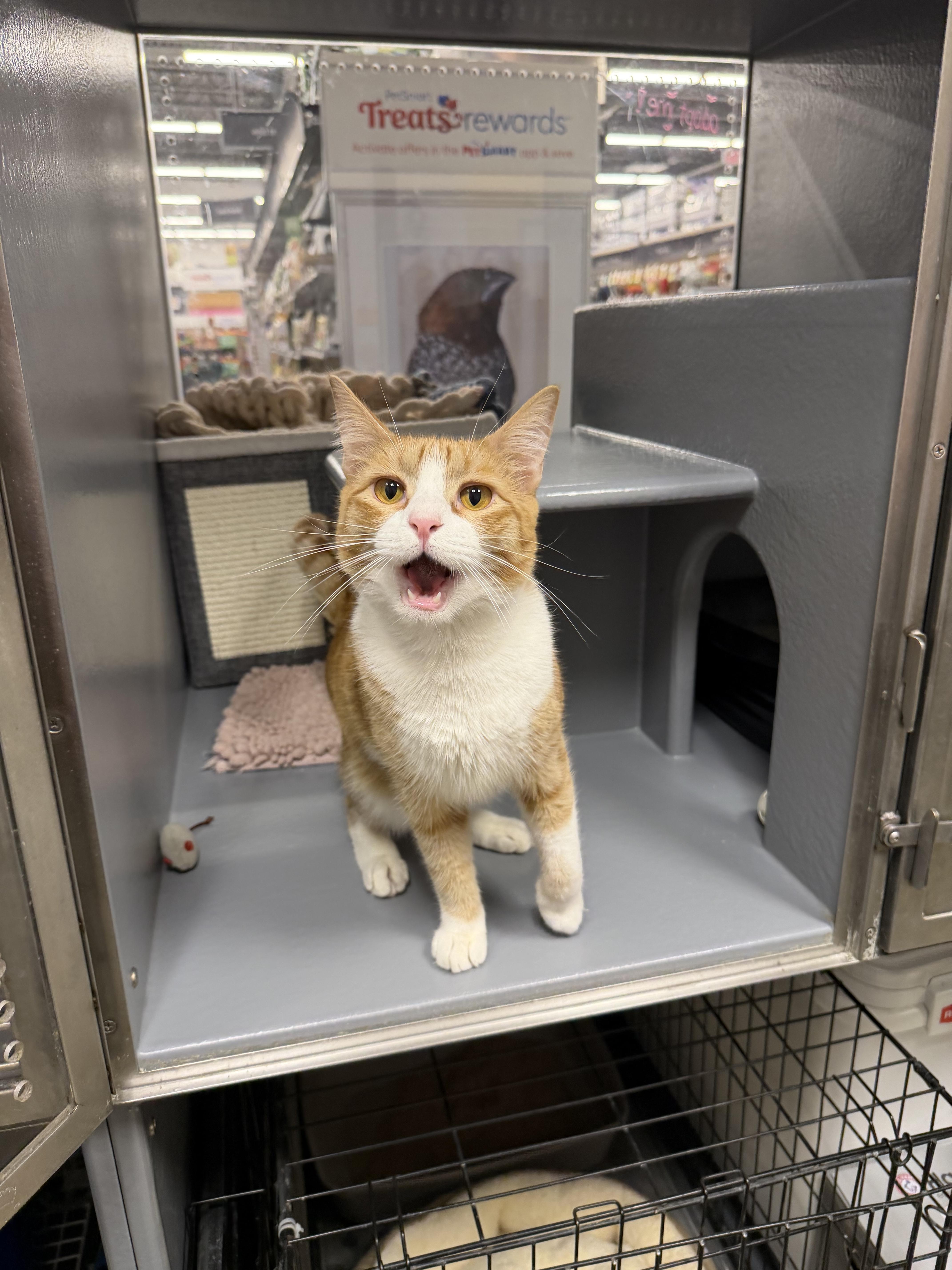An adult medium-sized male Orange & White Domestic Short Hair cat named Mushroom Riley Fuzzel for adoption in Spring, TX