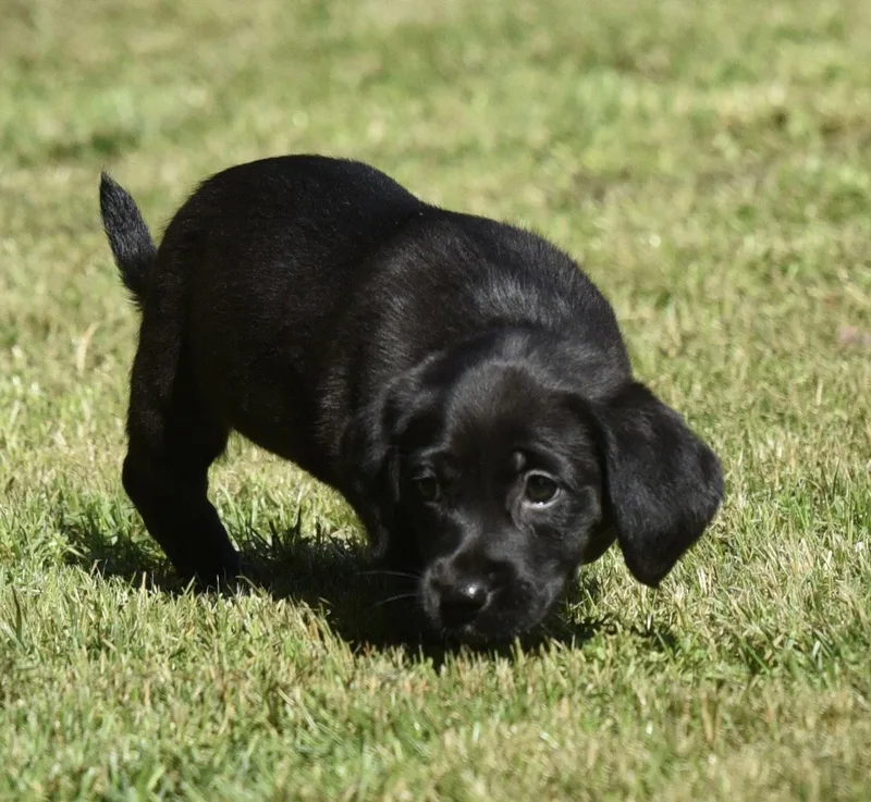 A baby small-sized female Dachshund dog named Journee for adoption in Mechanicsburg, PA
