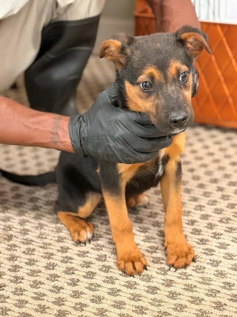 A baby small-sized female Mixed Breed dog named Miracle for adoption in Effingham, SC