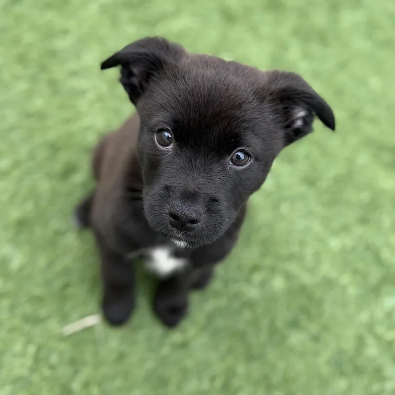 A baby small-sized male Black Pomeranian dog named Forrest for adoption in San Diego, CA