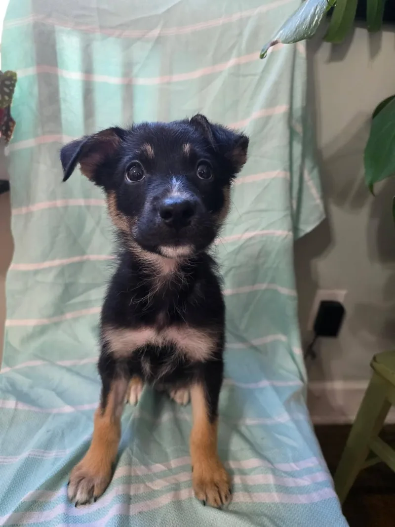 A young medium-sized male Tricolor (Brown, Black, & White) Shepherd dog named Stanley for adoption in Cincinnati, OH