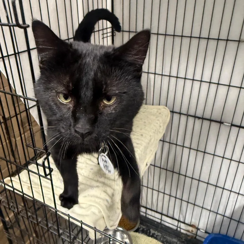 A young medium-sized male Black Domestic Short Hair cat named Kurt for adoption in Normal, IL