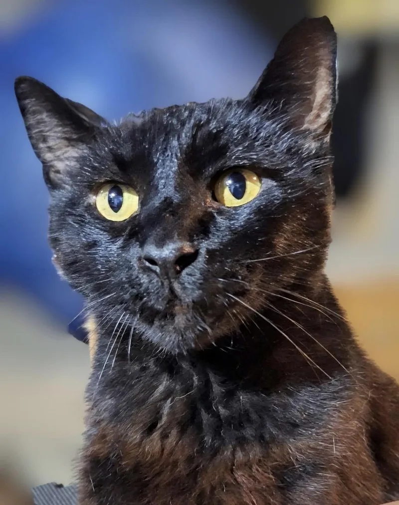 A senior large-sized male Black Domestic Short Hair cat named Oscar for adoption in Woodlawn, TN