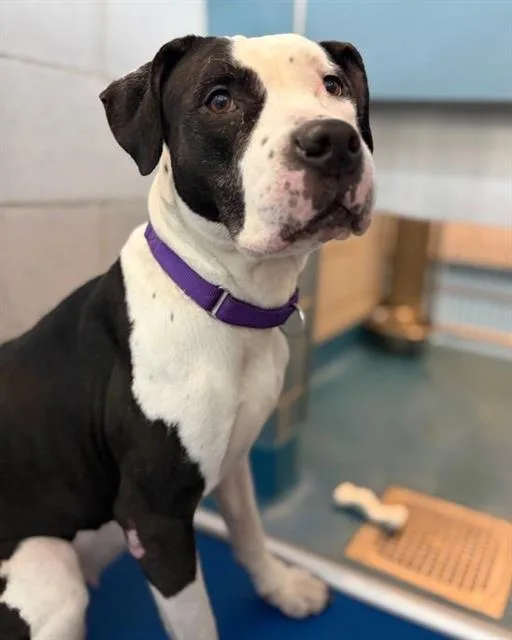 An adult large-sized female Pit Bull Terrier dog named Nola for adoption in Dallas, TX